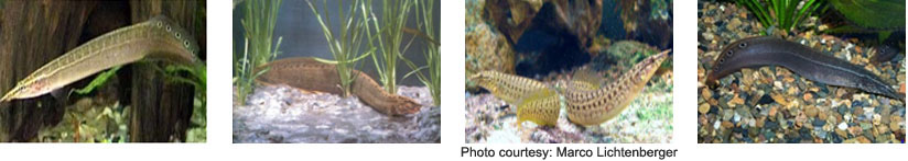 Synbranchus Marmoratus Marbled Swamp Eel Fisheries Aquarium