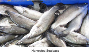 SEA BASS – MPEDA