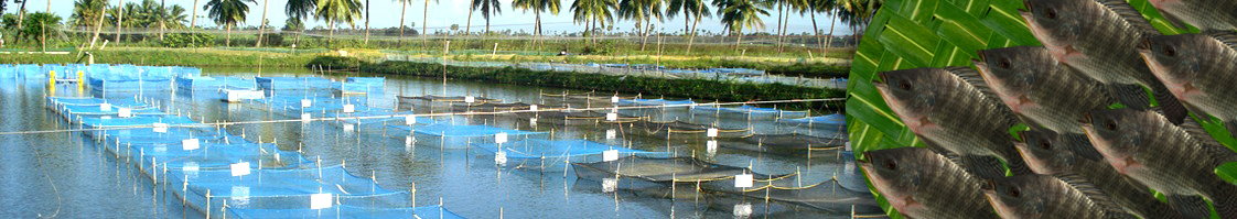 Tilapia Fish Farming Information Guide  Agri Farming